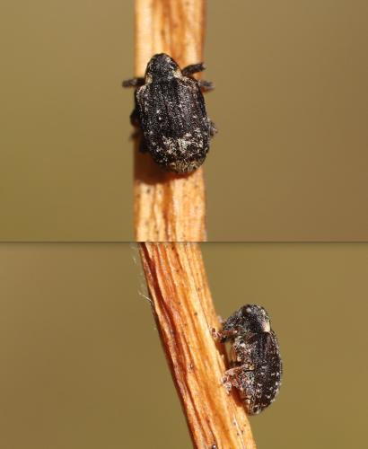 Stereonychus fraxini
